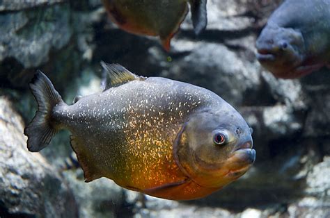 piranhas wikipedia